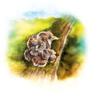 032 - Maitake