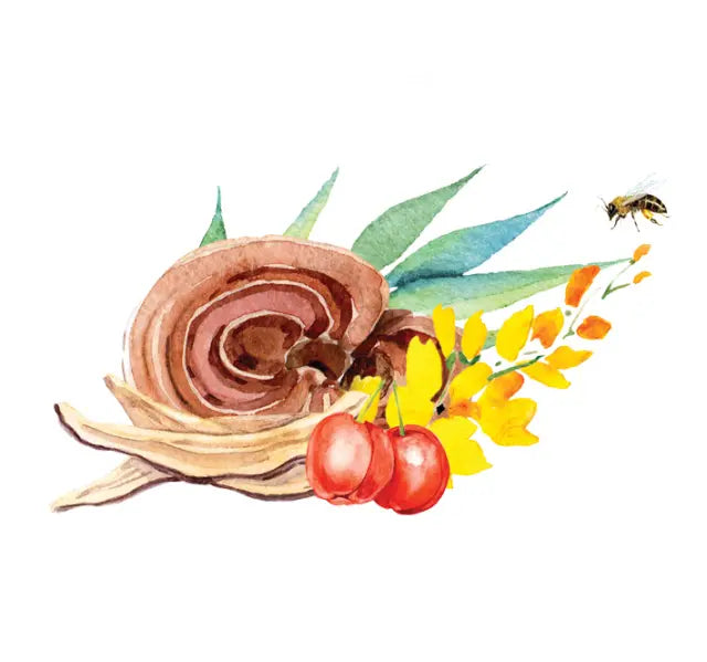 MedoReishi