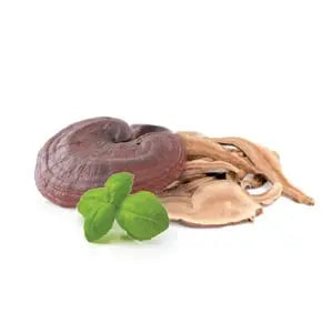Reishi sušená