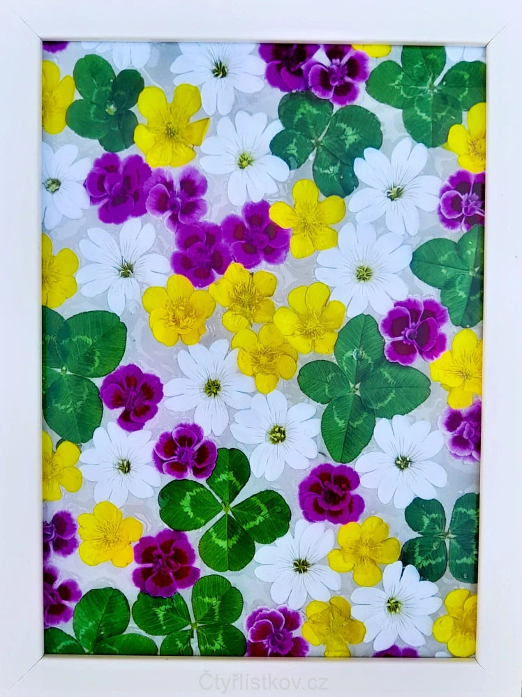 Fotografie - čtyřlístky s květy karafiátku, pryskyřníku a rožce 13x18cm v bílém rámečku