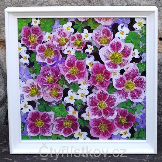 Fotografie - čtyřlístky s květy čemeřice, violek a barvínku - 25x25cm - bílá - plná plocha