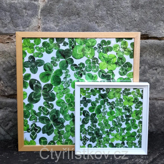 Fotografie plná čtyřlístků 30x30cm v bílém rámu