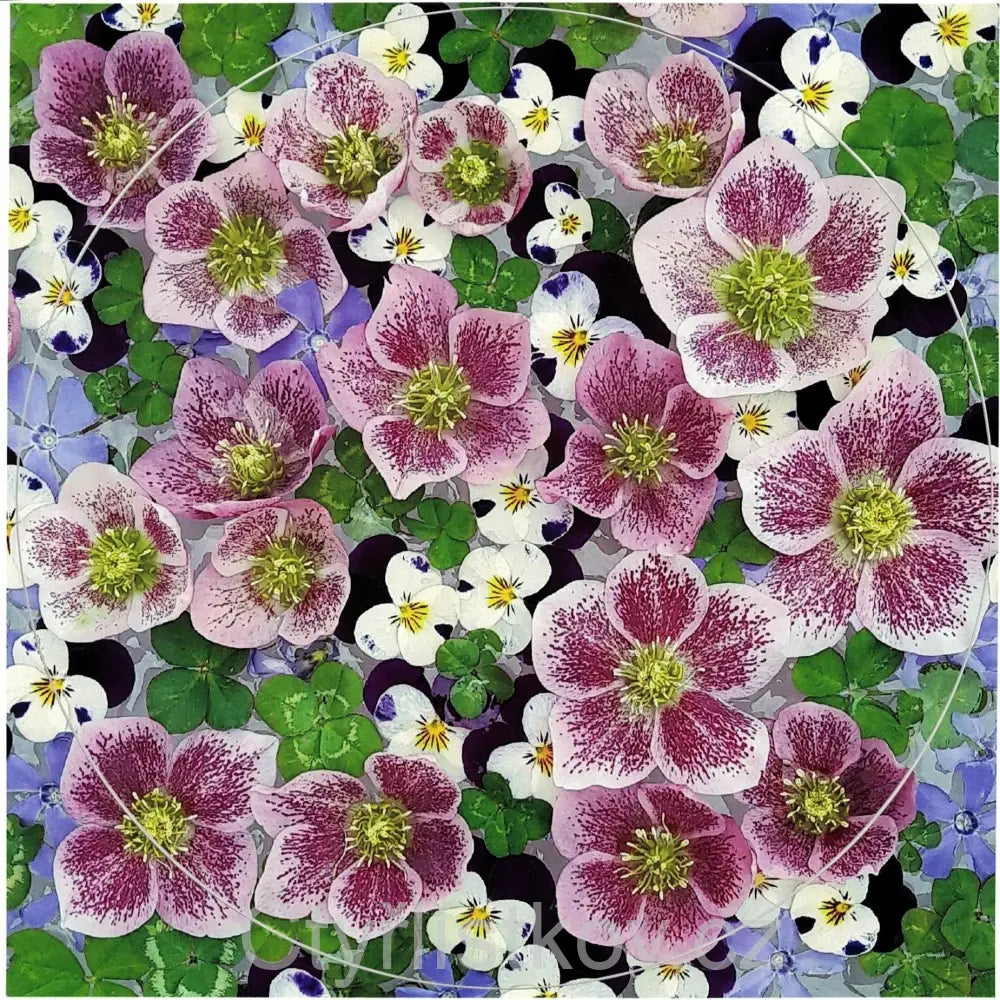 Samolepka - čtyřlístky s květy čemeřice, violek a barvínku - kruh 15 cm