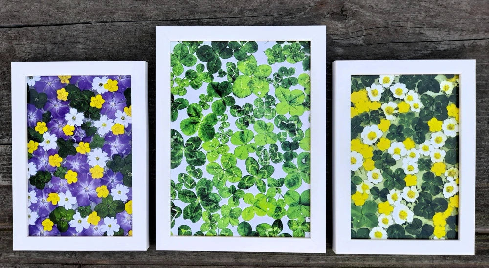 Fotografie plná čtyřlístků 13x18cm v bílém rámečku