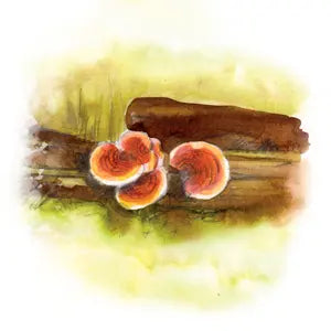 025 - Reishi