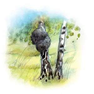 030 - Chaga