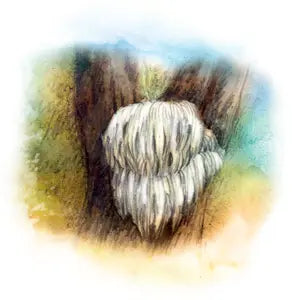 031 - Hericium