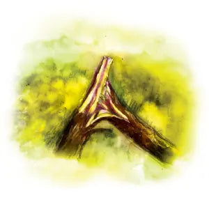 035 - Nalomená větev