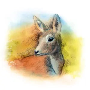 043 - Plachá laň