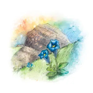 078 - Modrý hořec