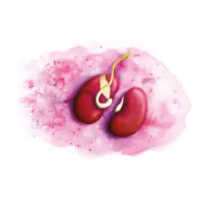128 - Levá fazole