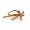Cordyceps 50 %
