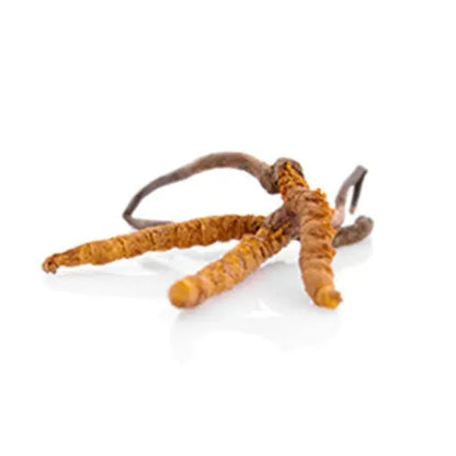 Cordyceps CS-4