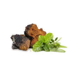 Chaga sušená