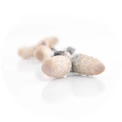 Coprinus