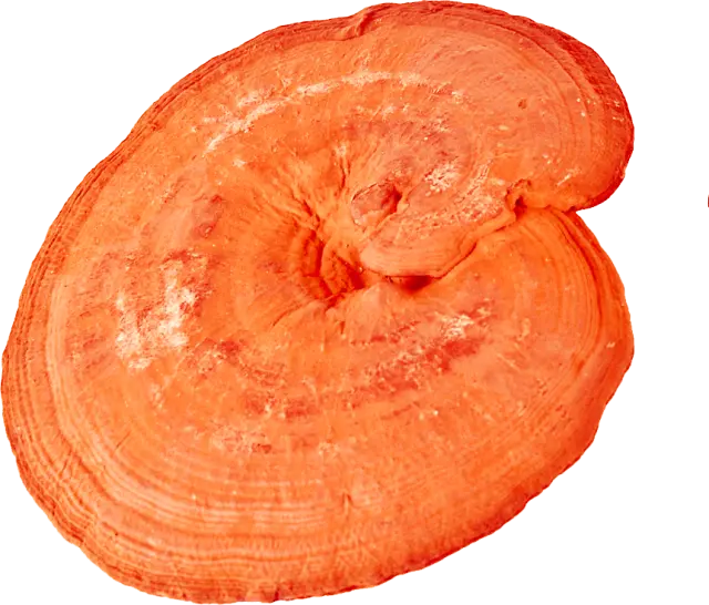 Reishi