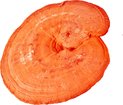 Reishi