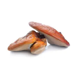 Reishi triterpen