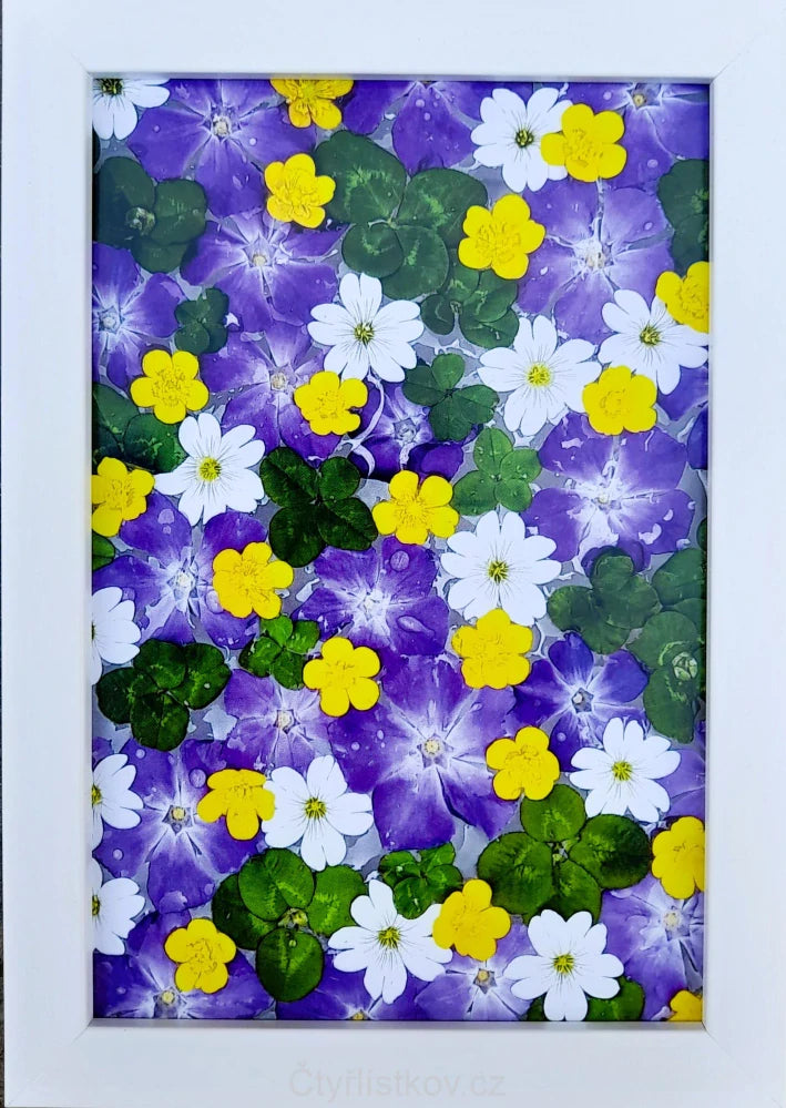 Fotografie - čtyřlístky s květy barvínku, pryskyřníku a rožce 10x15cm v bílém rámečku