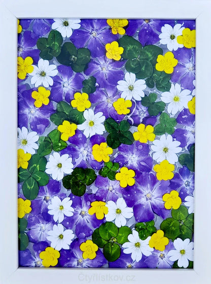 Fotografie - čtyřlístky s květy barvínku, pryskyřníku a rožce 13x18cm v bílém rámečku