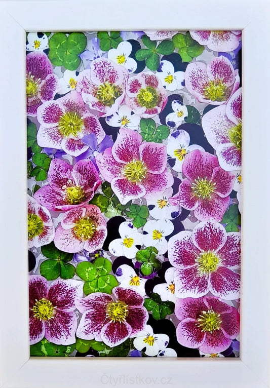 Fotografie - čtyřlístky s květy čemeřice, violek a barvínku 10x15cm v bílém rámečku