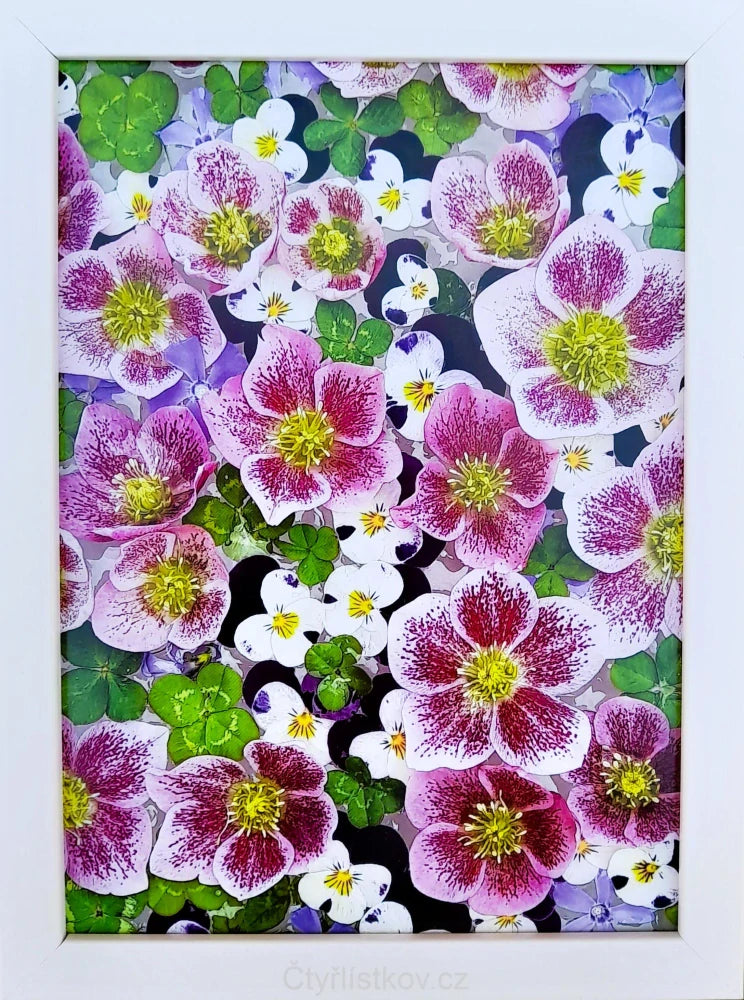Fotografie - čtyřlístky s květy čemeřice, violek a barvínku 13x18cm v bílém rámečku