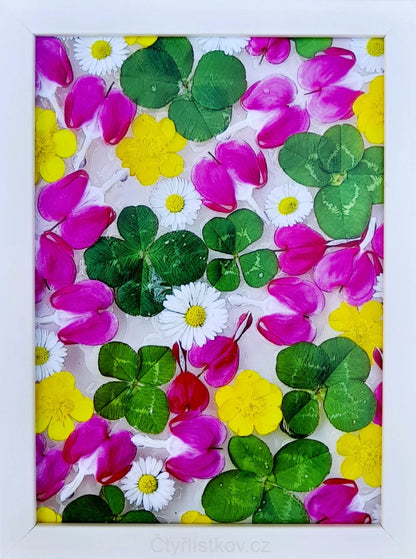 Fotografie - čtyřlístky s květy srdcovky, pryskyřníku a sedmikrásky 13x18cm v bílém rámečku