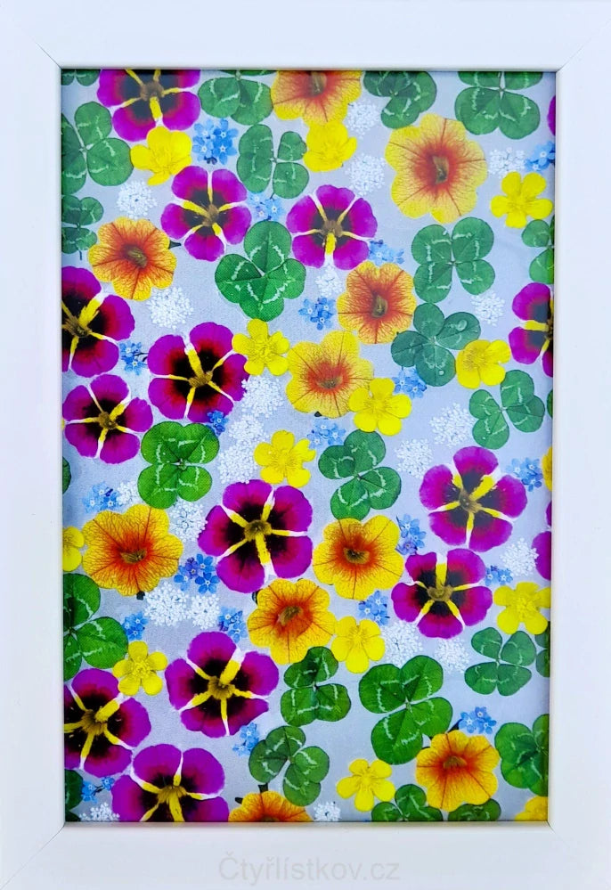 Fotografie - čtyřlístky s květy minipetunií, pryskyřníku, pomněnek a tavolníku 10x15cm v bílém rámečku
