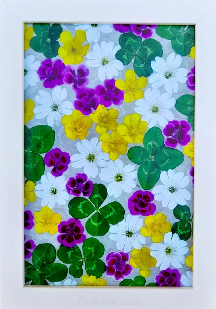 Fotografie - čtyřlístky s květy karafiátku, pryskyřníku a rožce 10x15cm v bílém rámečku