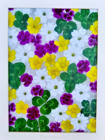 Fotografie - čtyřlístky s květy karafiátku, pryskyřníku a rožce 13x18cm v bílém rámečku
