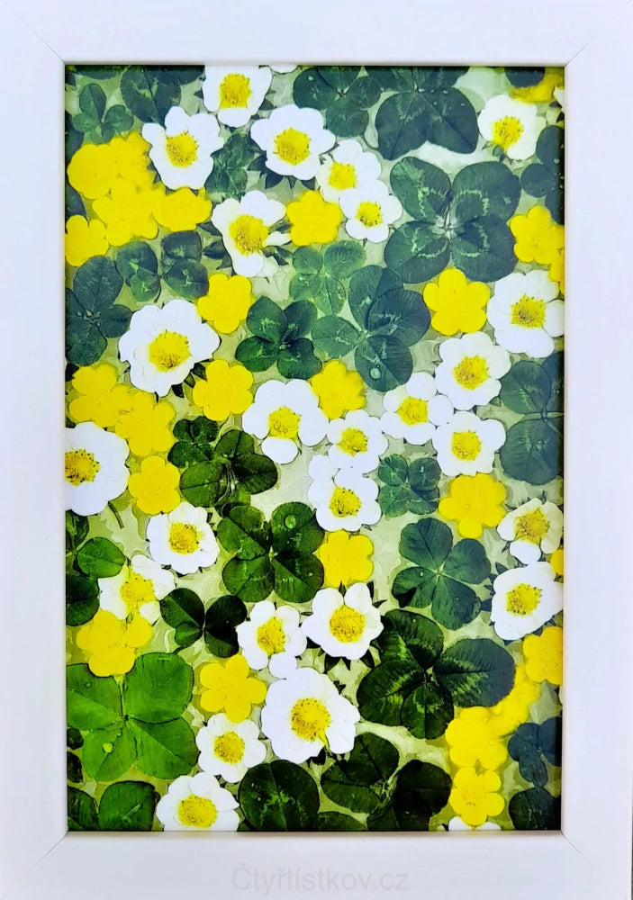 Fotografie - čtyřlístky s květy pryskyřníku a jahodníku 10x15cm v bílém rámečku