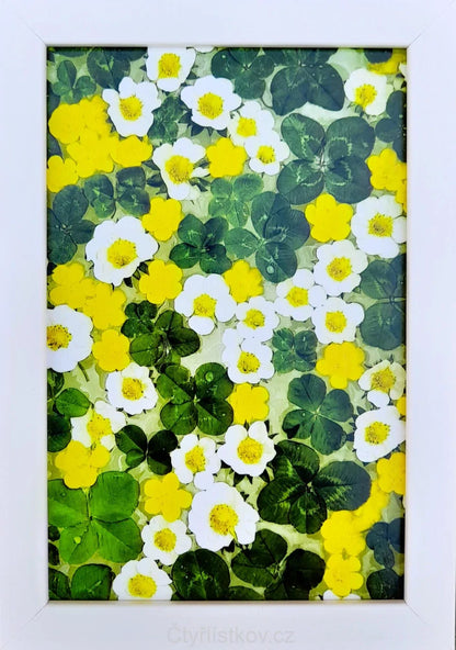 Fotografie - čtyřlístky s květy pryskyřníku a jahodníku 10x15cm v bílém rámečku