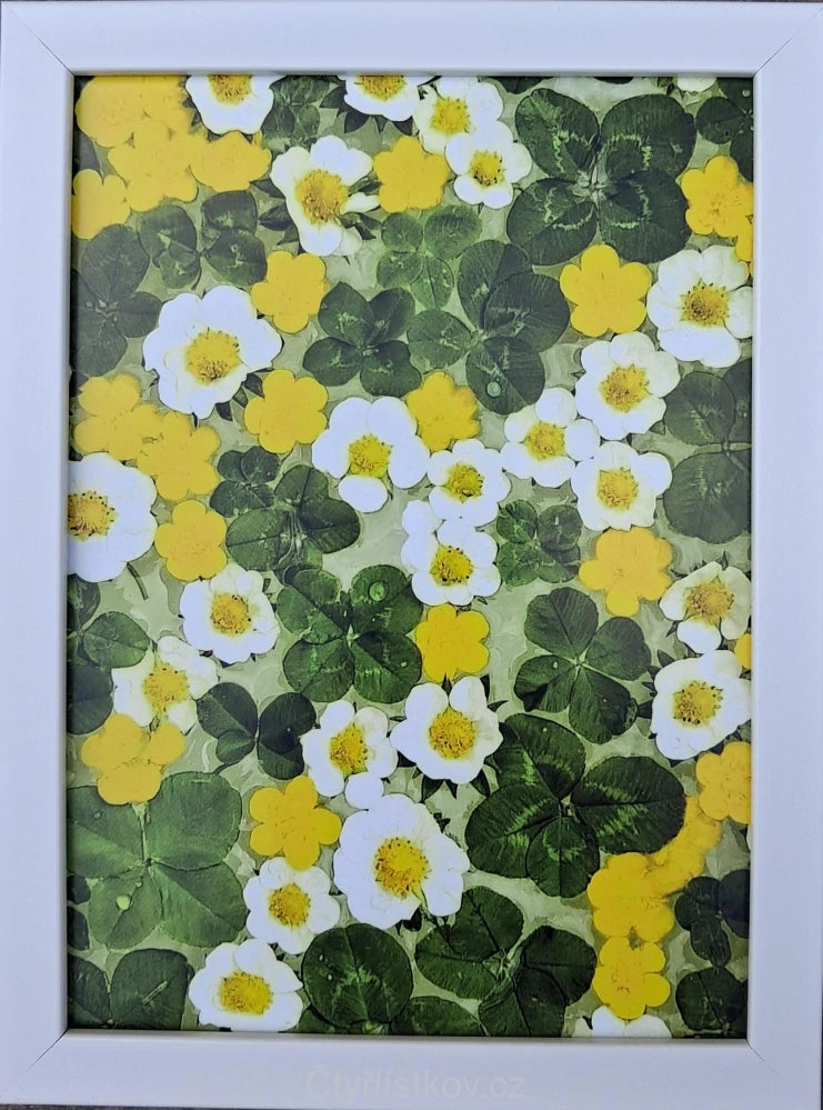 Fotografie - čtyřlístky s květy pryskyřníku a jahodníku 13x18cm v bílém rámečku