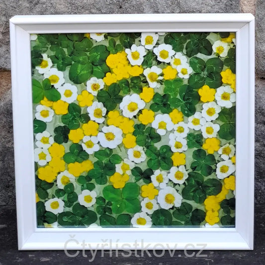 Fotografie - čtyřlístky s květy pryskyřníku a jahodníku - 25x25cm - bílá - plná plocha