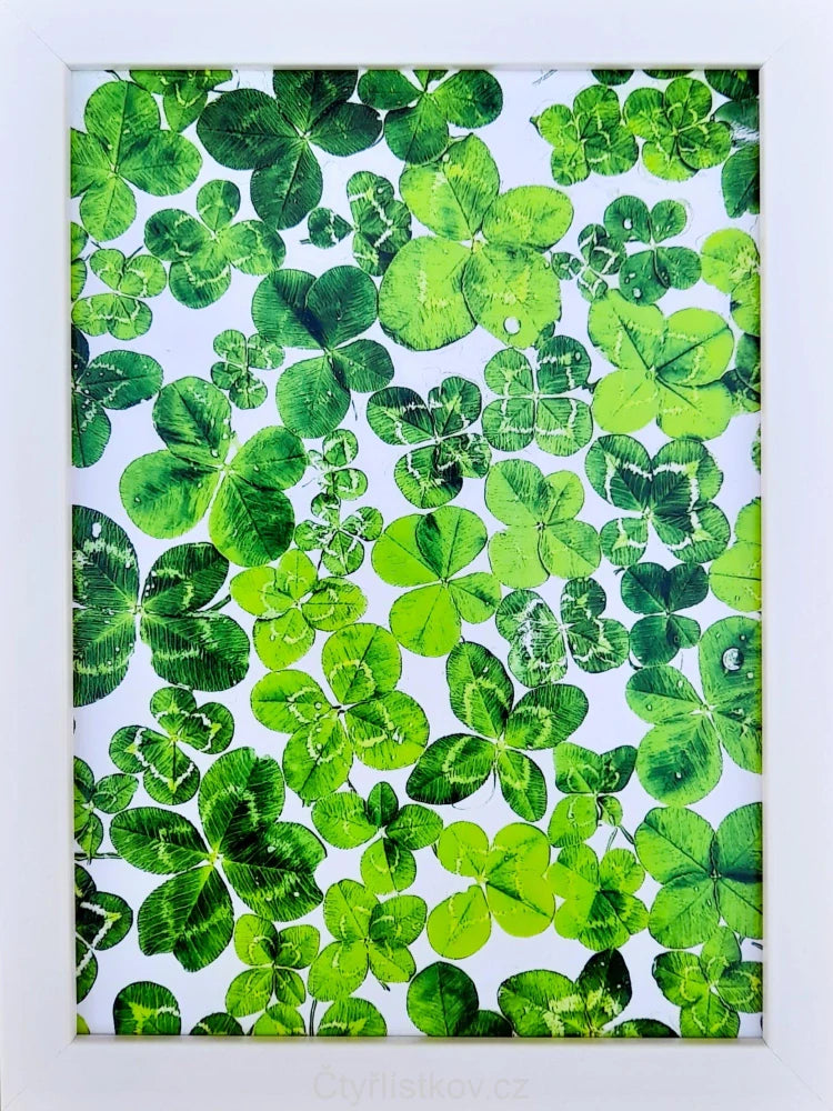 Fotografie plná čtyřlístků 13x18cm v bílém rámečku