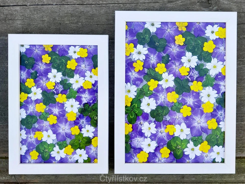 Fotografie - čtyřlístky s květy barvínku, pryskyřníku a rožce 13x18cm v bílém rámečku