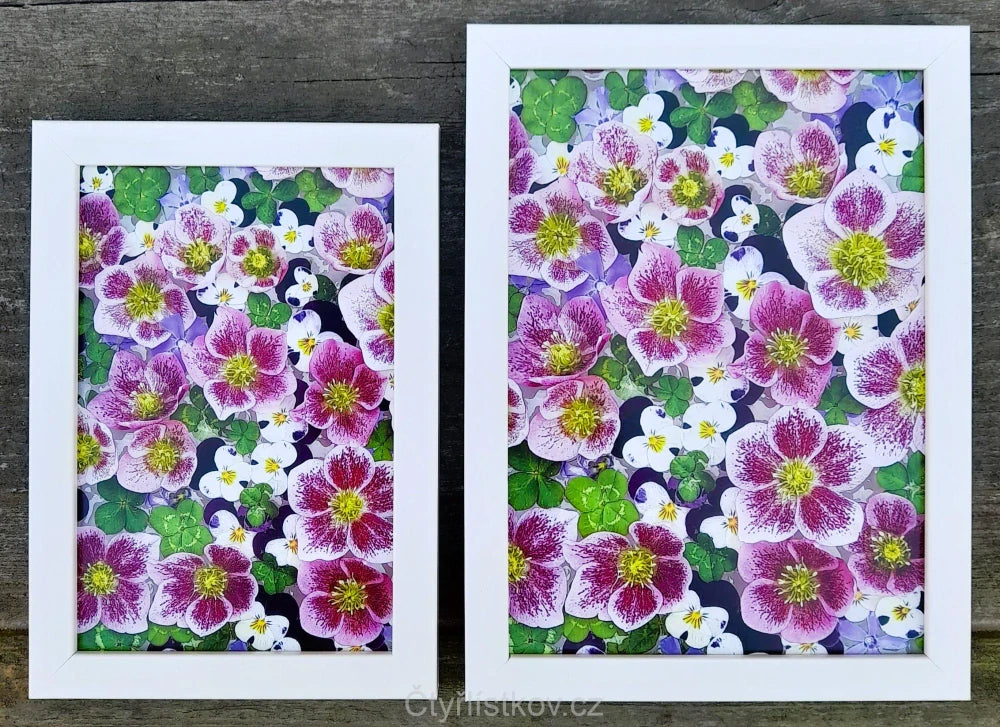 Fotografie - čtyřlístky s květy čemeřice, violek a barvínku 13x18cm v bílém rámečku