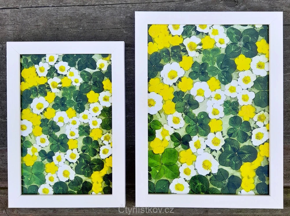 Fotografie - čtyřlístky s květy pryskyřníku a jahodníku 10x15cm v bílém rámečku