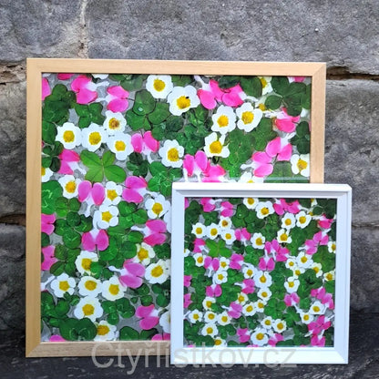 Fotografie - čtyřlístky s květy srdcovky a jahodníku - 50x50cm - dřevo - plná plocha