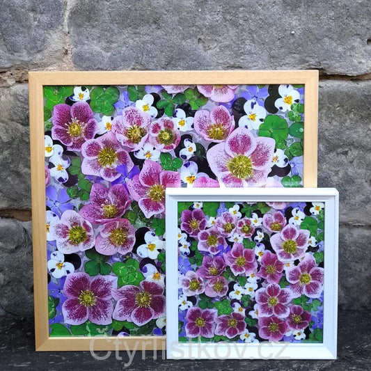 Fotografie - čtyřlístky s květy čemeřice, violek a barvínku - 43x43cm - dřevo - plná plocha