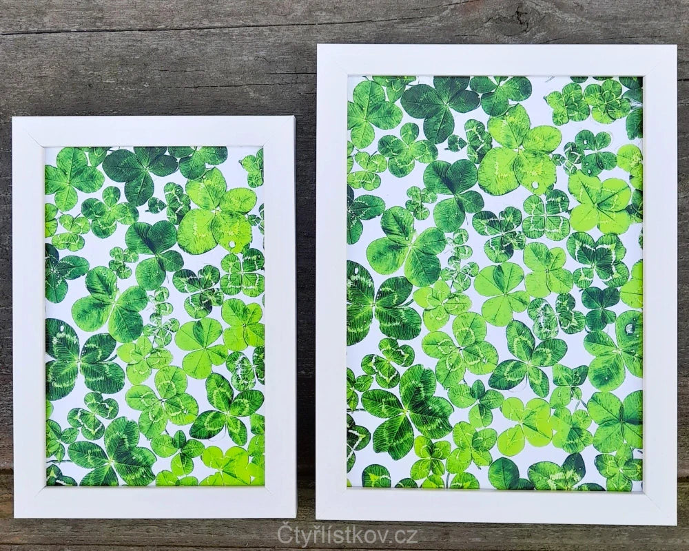 Fotografie plná čtyřlístků 13x18cm v bílém rámečku