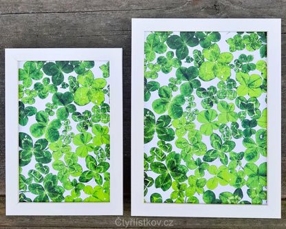 Fotografie plná čtyřlístků 13x18cm v bílém rámečku