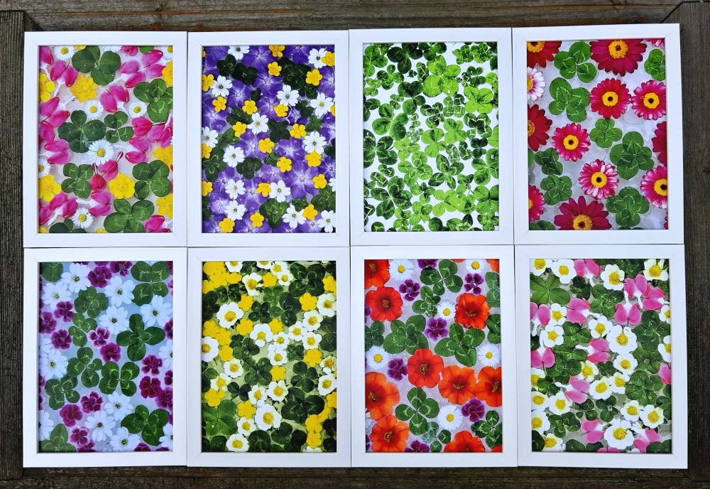 Fotografie - čtyřlístky s květy pryskyřníku a jahodníku 13x18cm v bílém rámečku