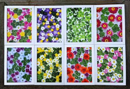 Fotografie - čtyřlístky s květy pryskyřníku a jahodníku 13x18cm v bílém rámečku