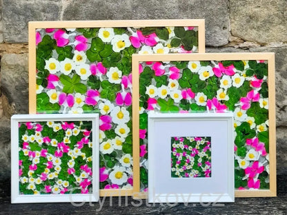 Fotografie - čtyřlístky s květy srdcovky a jahodníku - 50x50cm - dřevo - plná plocha