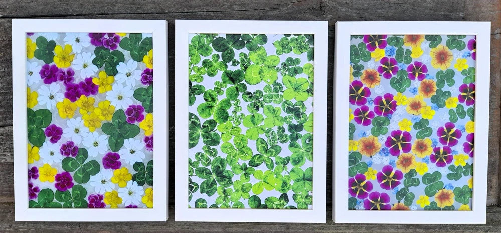 Fotografie plná čtyřlístků 13x18cm v bílém rámečku