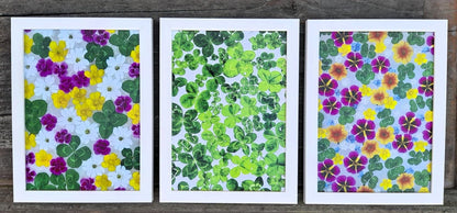 Fotografie plná čtyřlístků 13x18cm v bílém rámečku