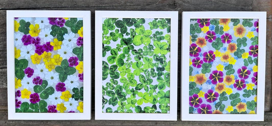 Fotografie plná čtyřlístků 13x18cm v bílém rámečku