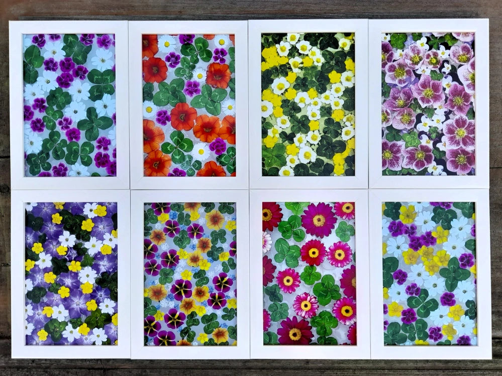 Fotografie - čtyřlístky s květy karafiátku, pryskyřníku a rožce 10x15cm v bílém rámečku