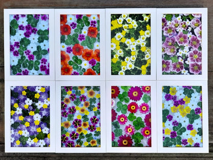 Fotografie - čtyřlístky s květy karafiátku, pryskyřníku a rožce 10x15cm v bílém rámečku